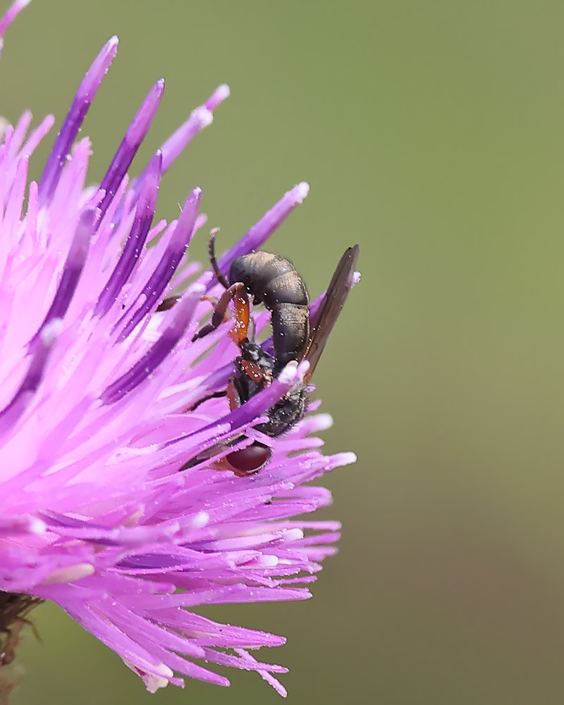 Thecophora 